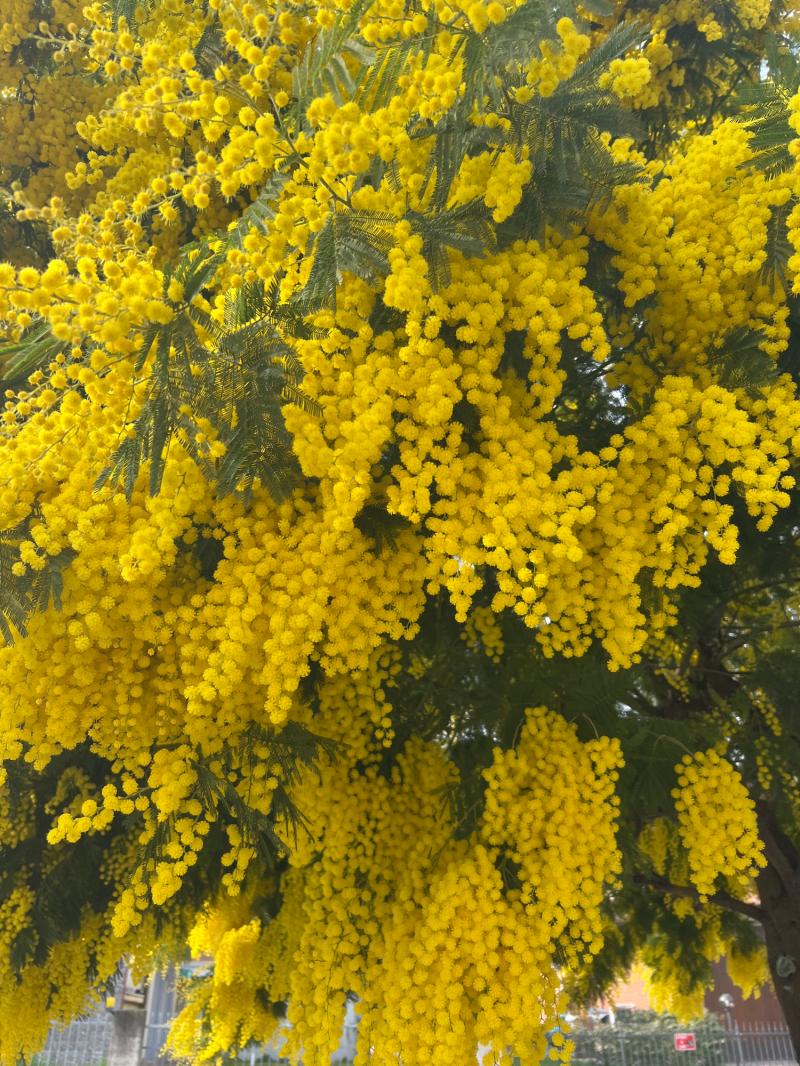 Ciao oggi mimosa day