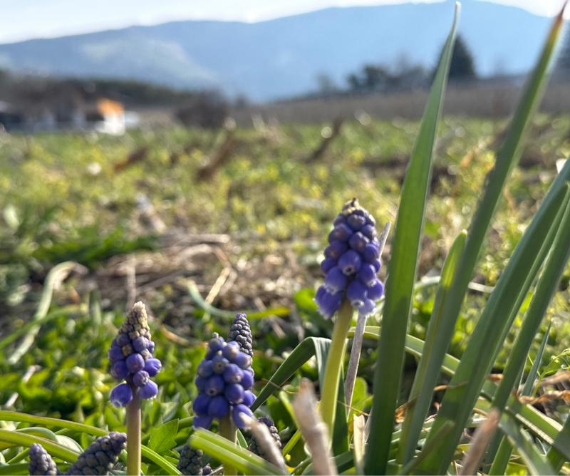 Fotosegnalazione di Naz sciaves