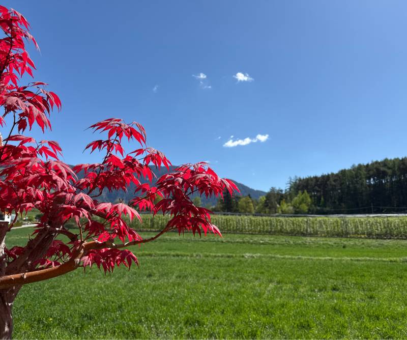 Fotosegnalazione di Naz sciaves