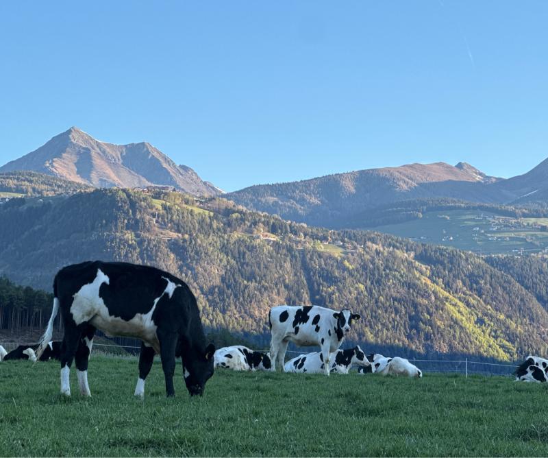Fotosegnalazione di Naz sciaves