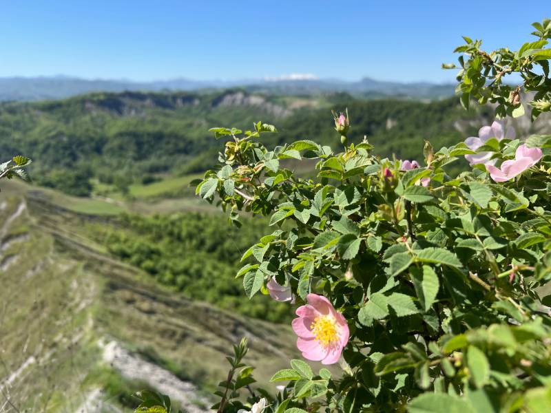 Rosa canina