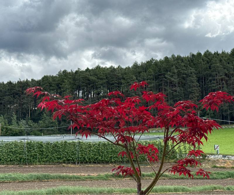 Fotosegnalazione di Naz sciaves