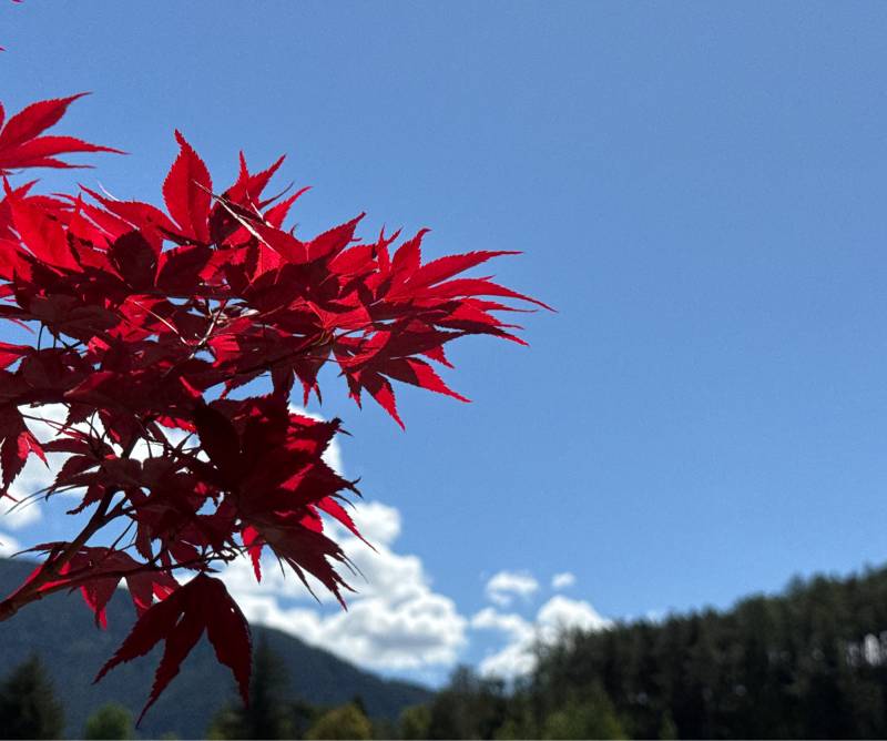 Fotosegnalazione di Naz sciaves