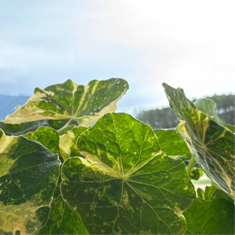 Fotosegnalazione di Naz sciaves