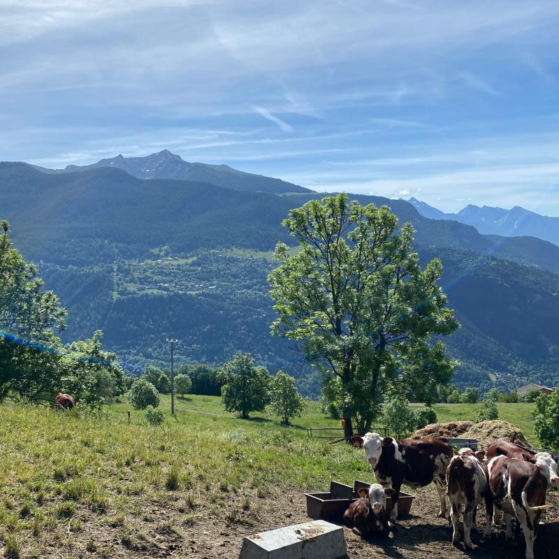 Vitelli