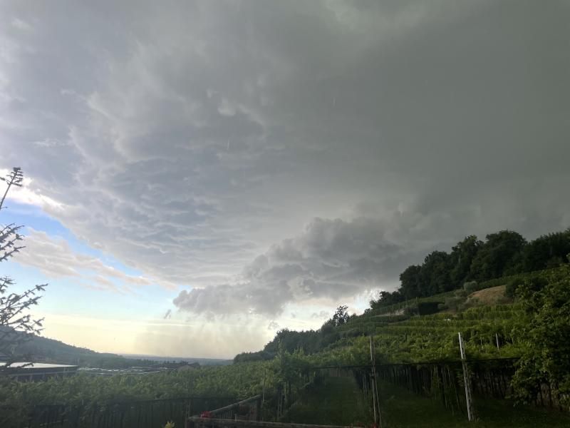 la bella vigna