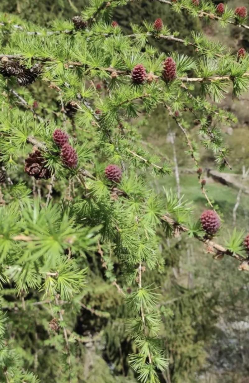 nel bosco