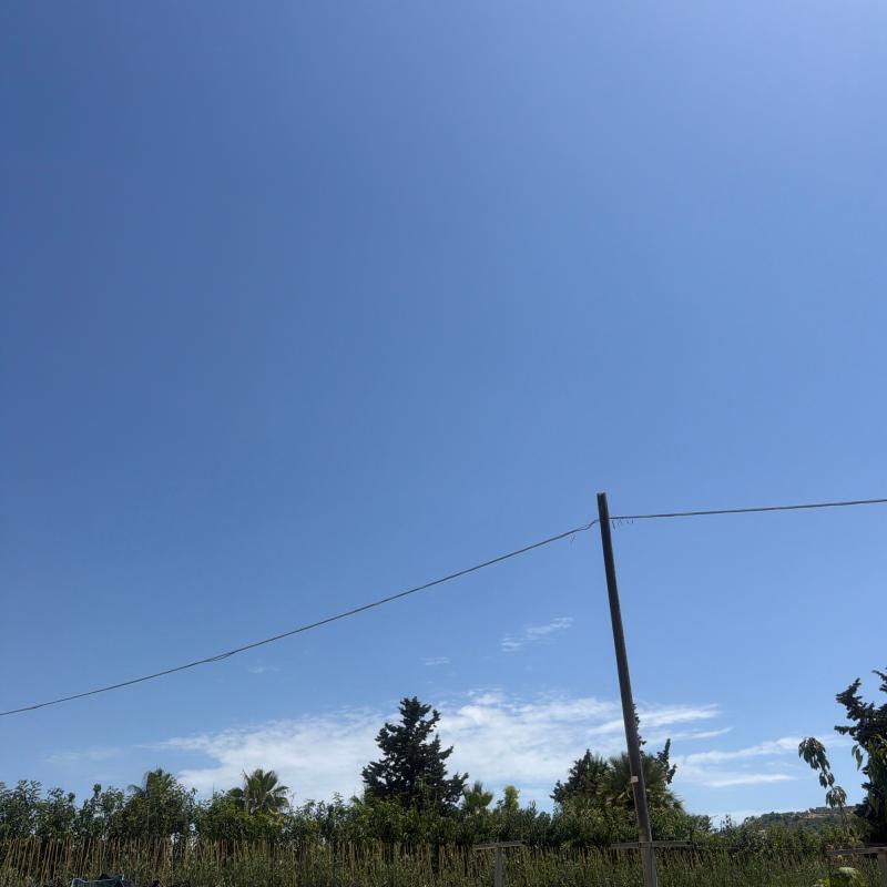 Sole