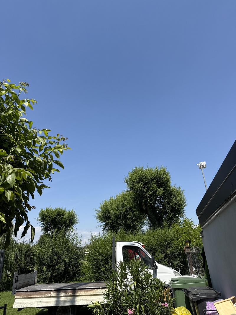 sole
