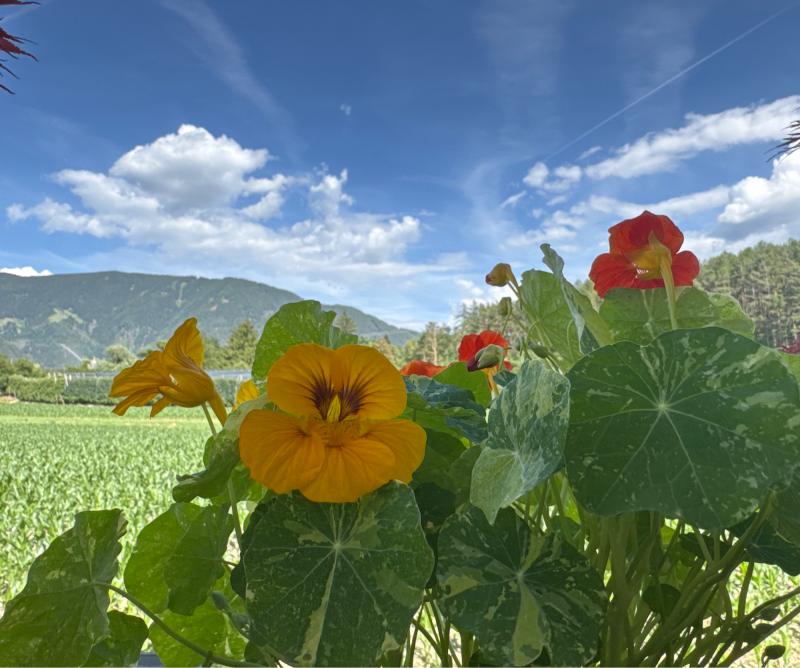 Fotosegnalazione di Naz sciaves