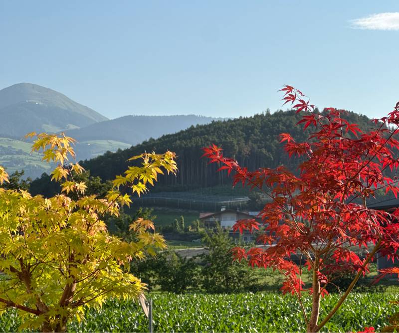 Fotosegnalazione di Naz sciaves