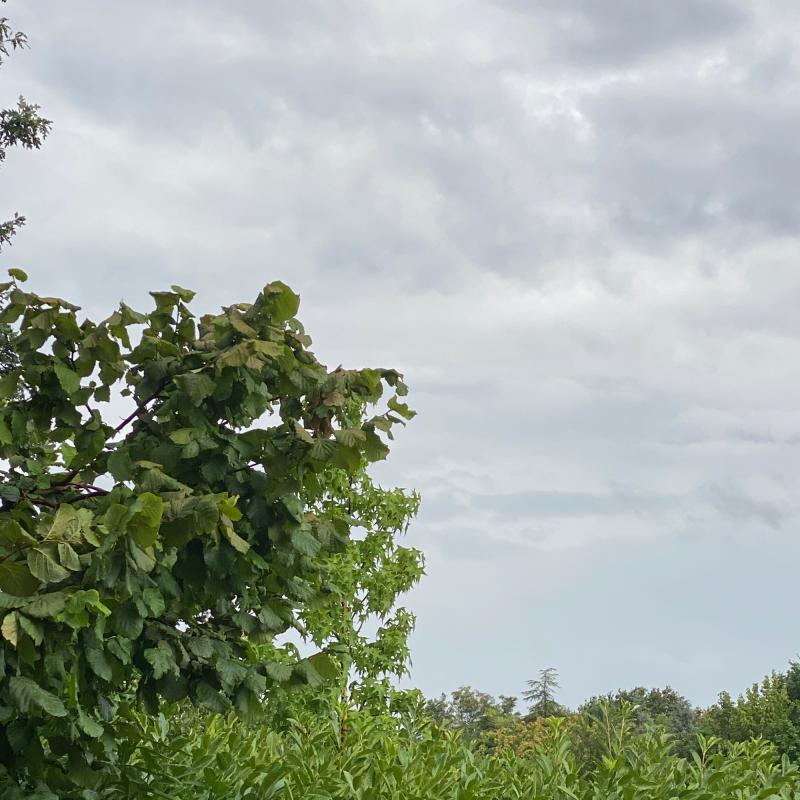 Parco citta' campagna a borgo panigale