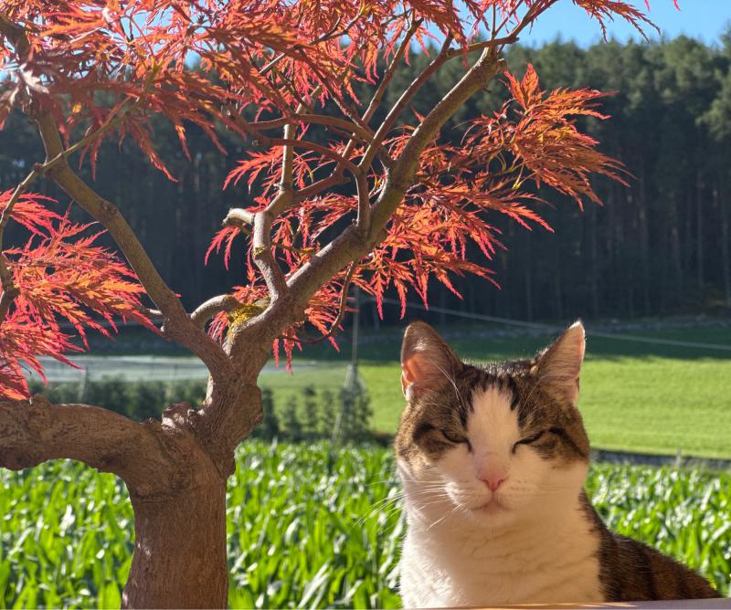Fotosegnalazione di Naz sciaves