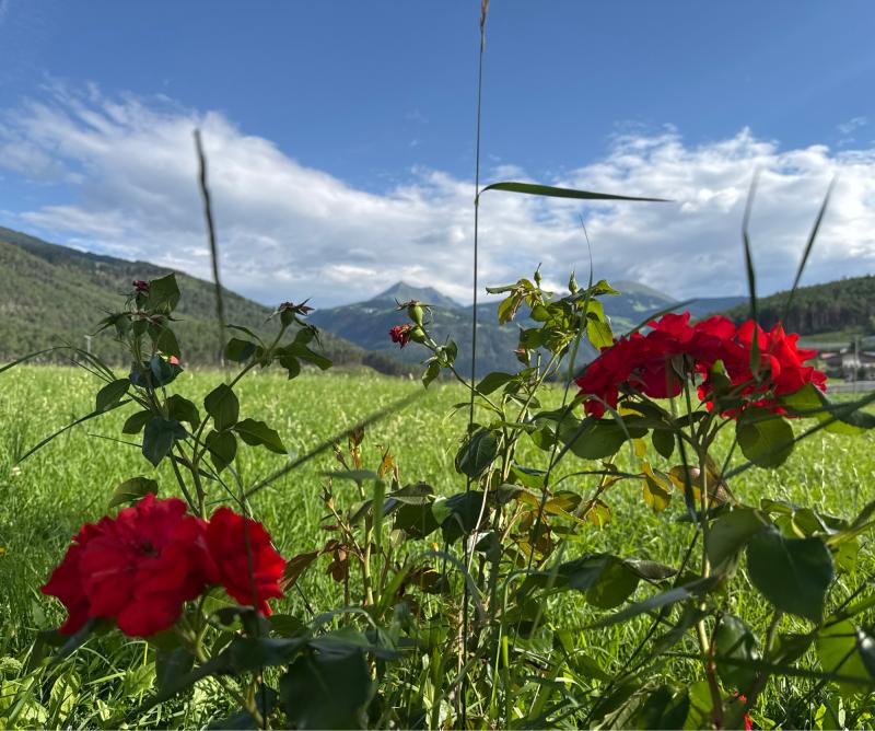 Fotosegnalazione di Naz sciaves