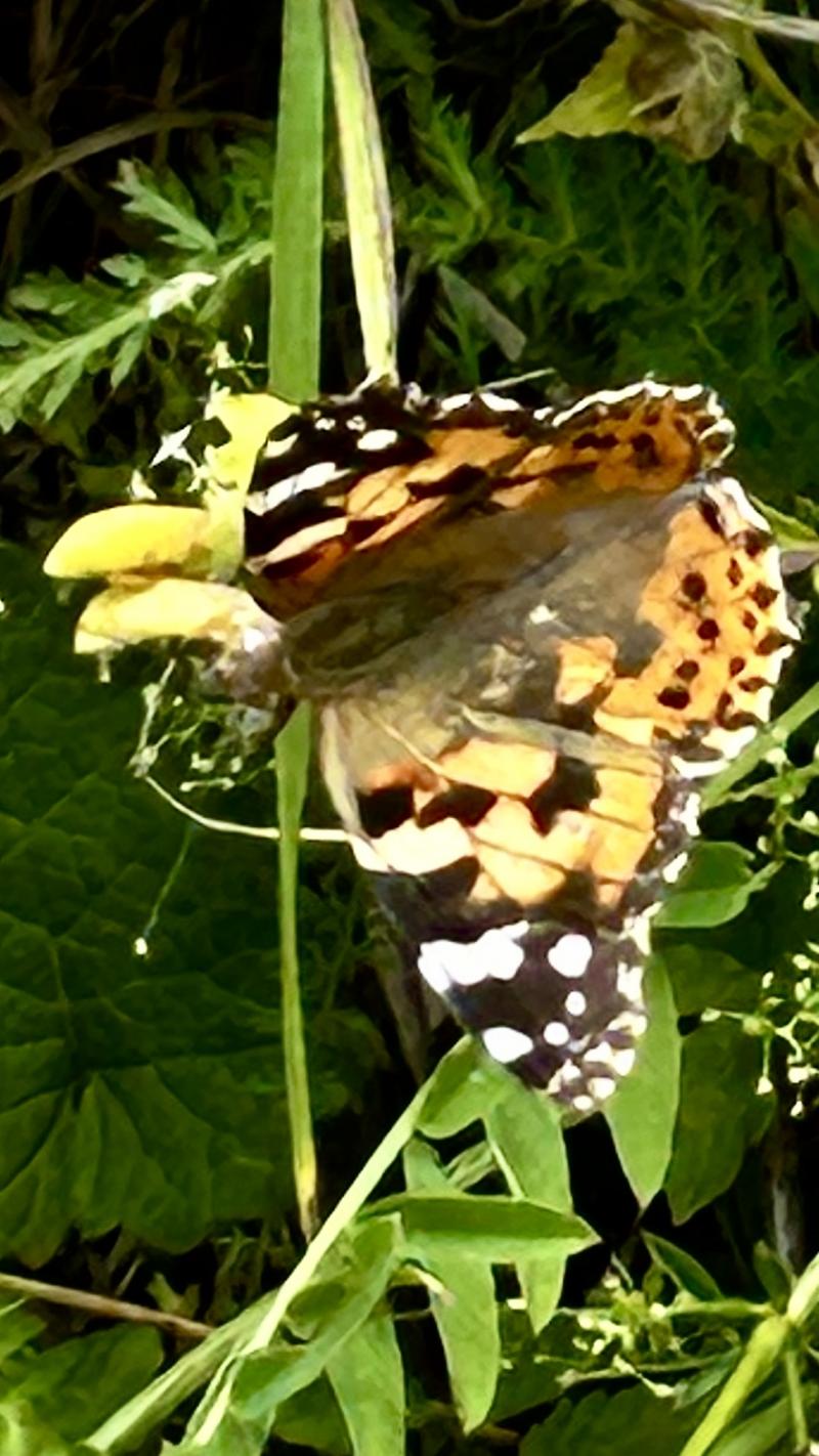 farfalle 1