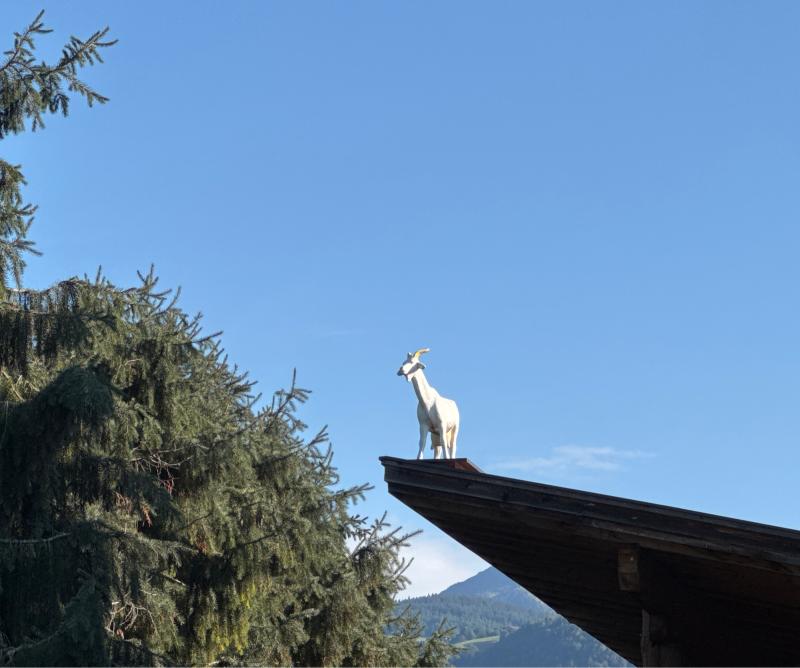 Fotosegnalazione di Naz sciaves