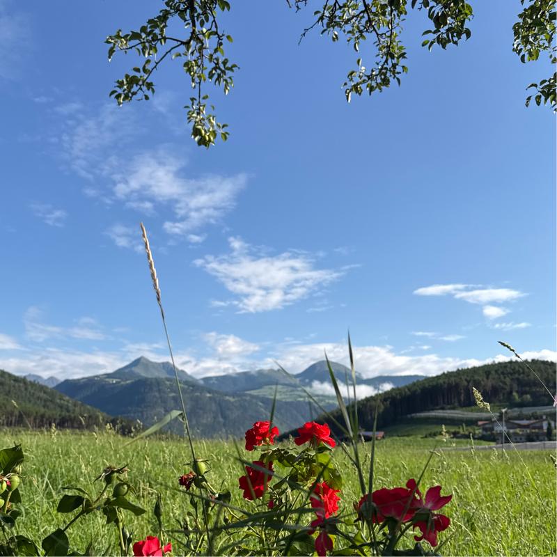 Fotosegnalazione di Naz sciaves