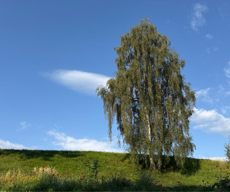 Fotosegnalazione di Naz sciaves