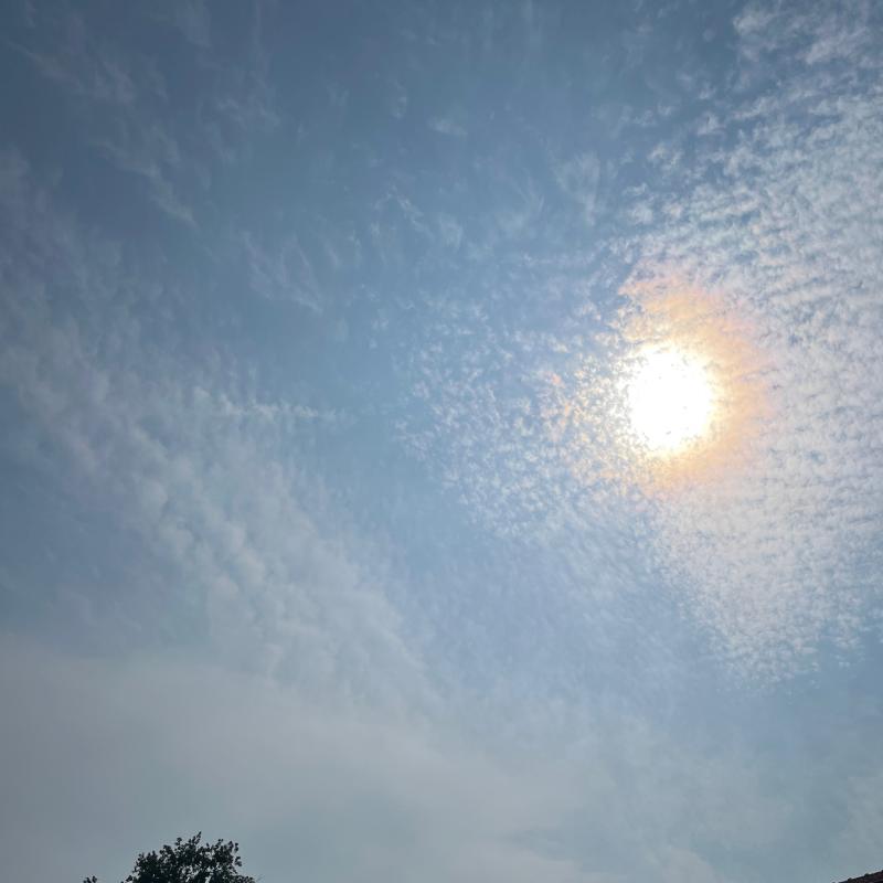 Sole