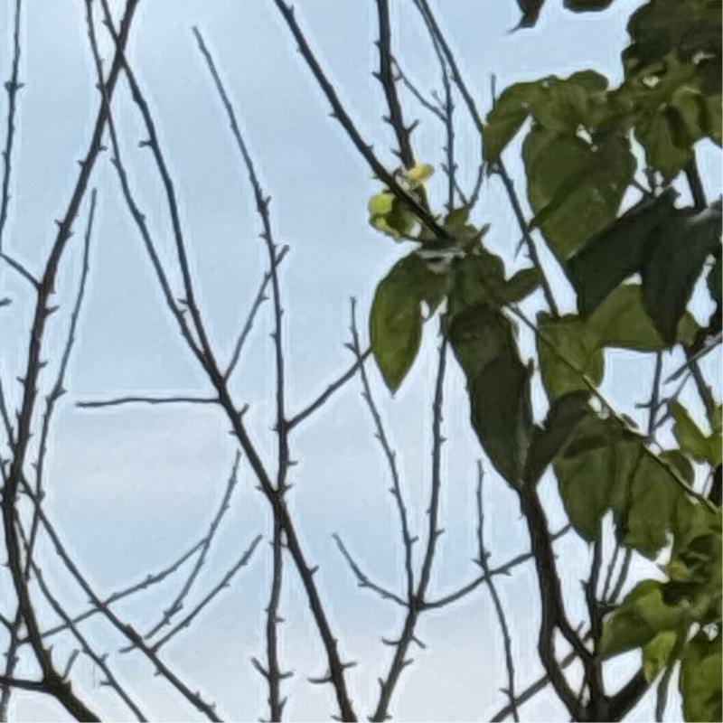 Fotosegnalazione di San pietro in casale