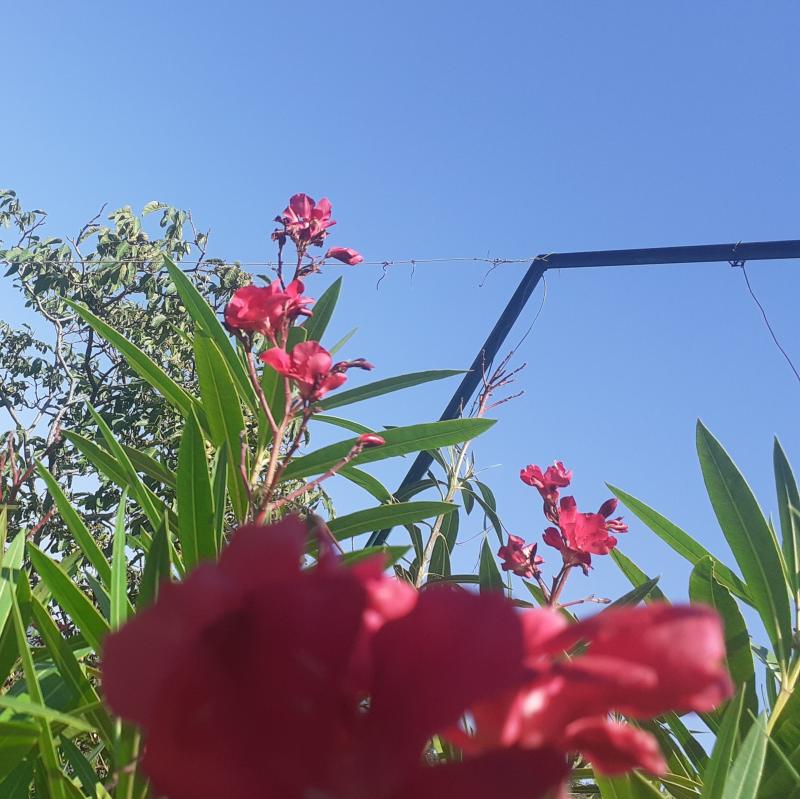 Fotosegnalazione di Stellanello