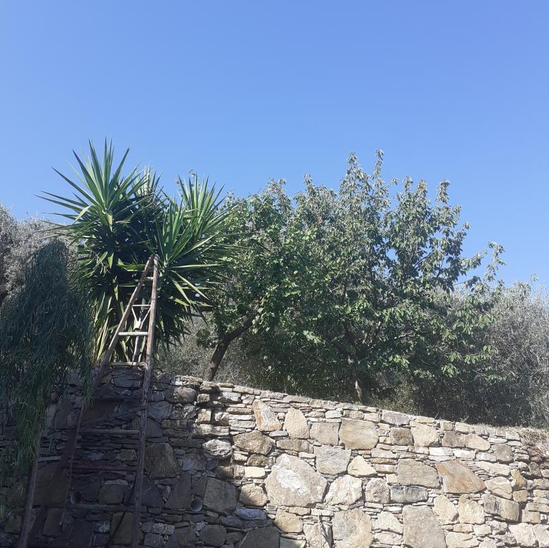 Alberi e cielo