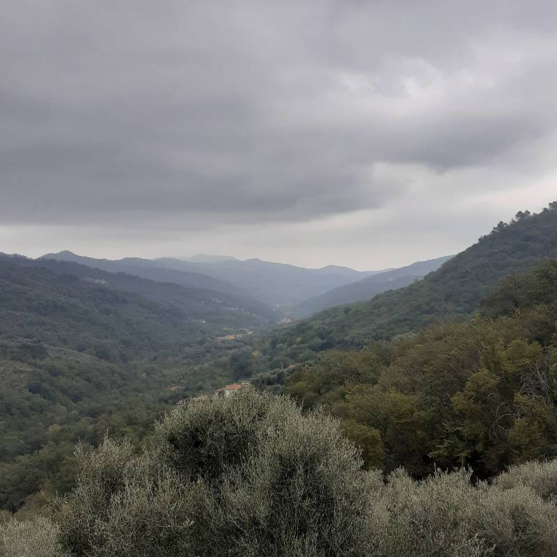 Fotosegnalazione di Stellanello