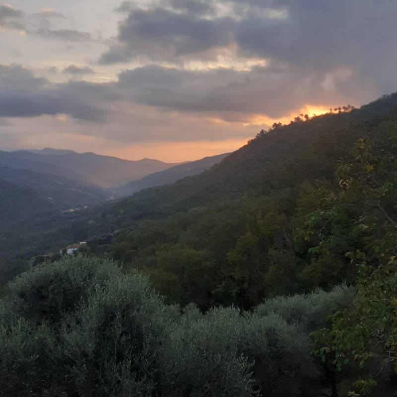 Fotosegnalazione di Stellanello