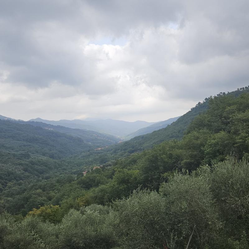 Fotosegnalazione di Testico