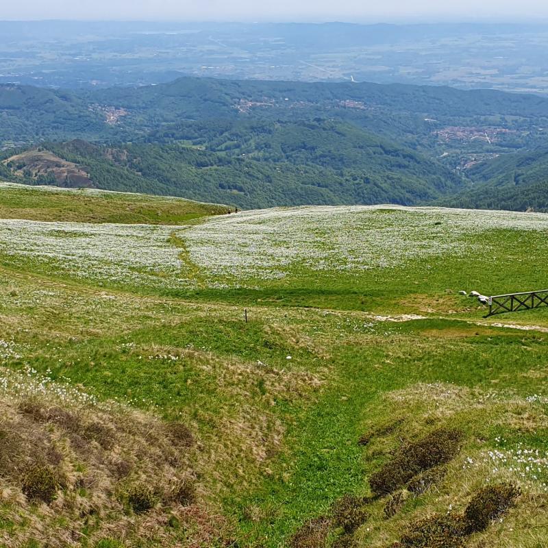 fioritura narcisi