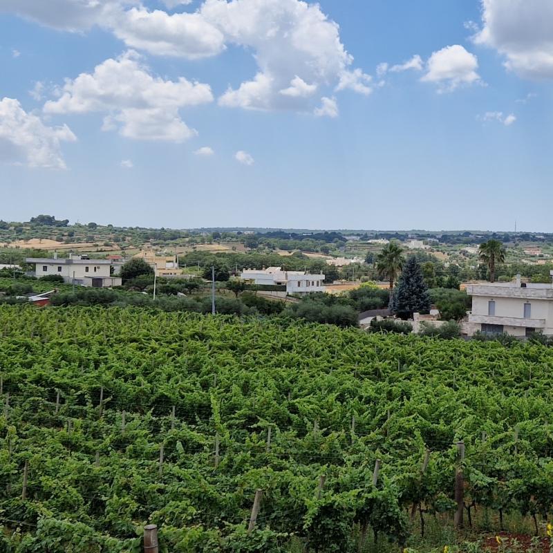 Fotosegnalazione di Martina franca