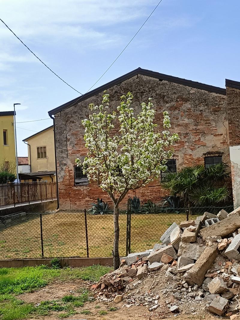 fioritura primaverile