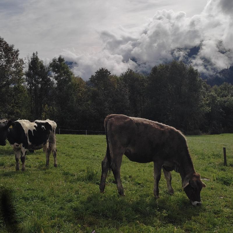 Fotosegnalazione di Cavalese