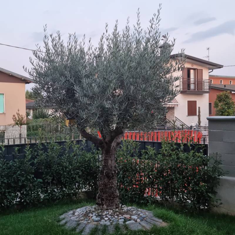 oliver l'ulivo di casa nuzzi