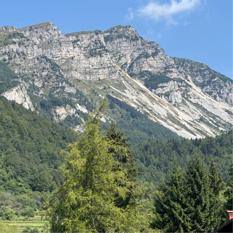 Fotosegnalazione di Ronzo chienis