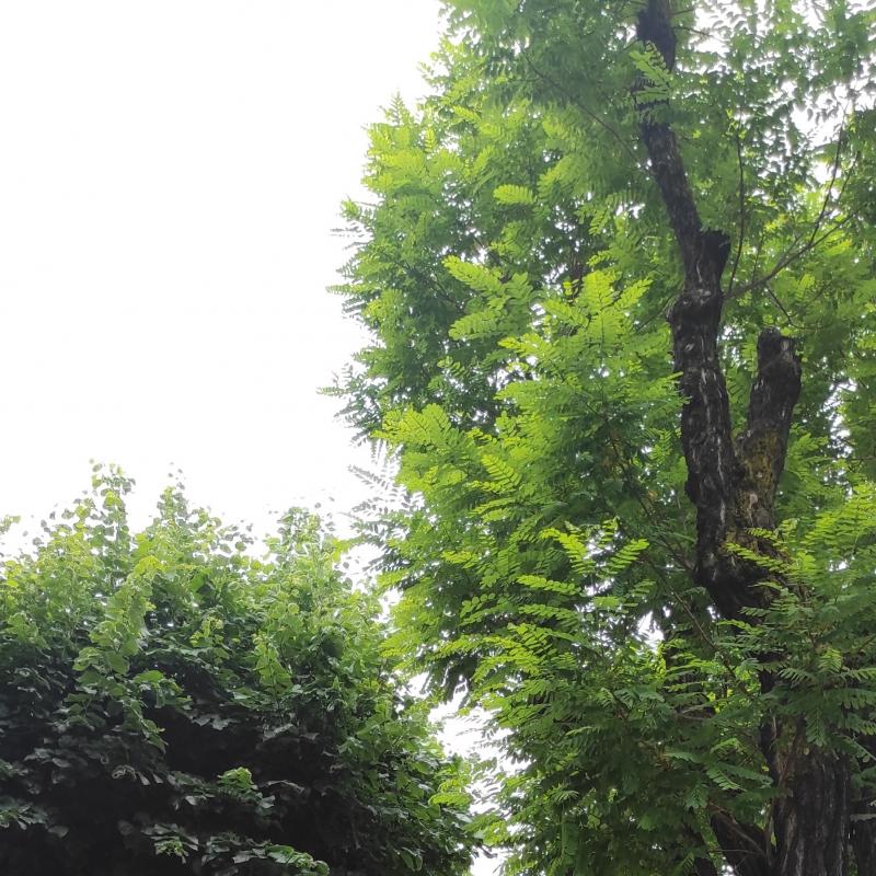 Fotosegnalazione di Mondovi'