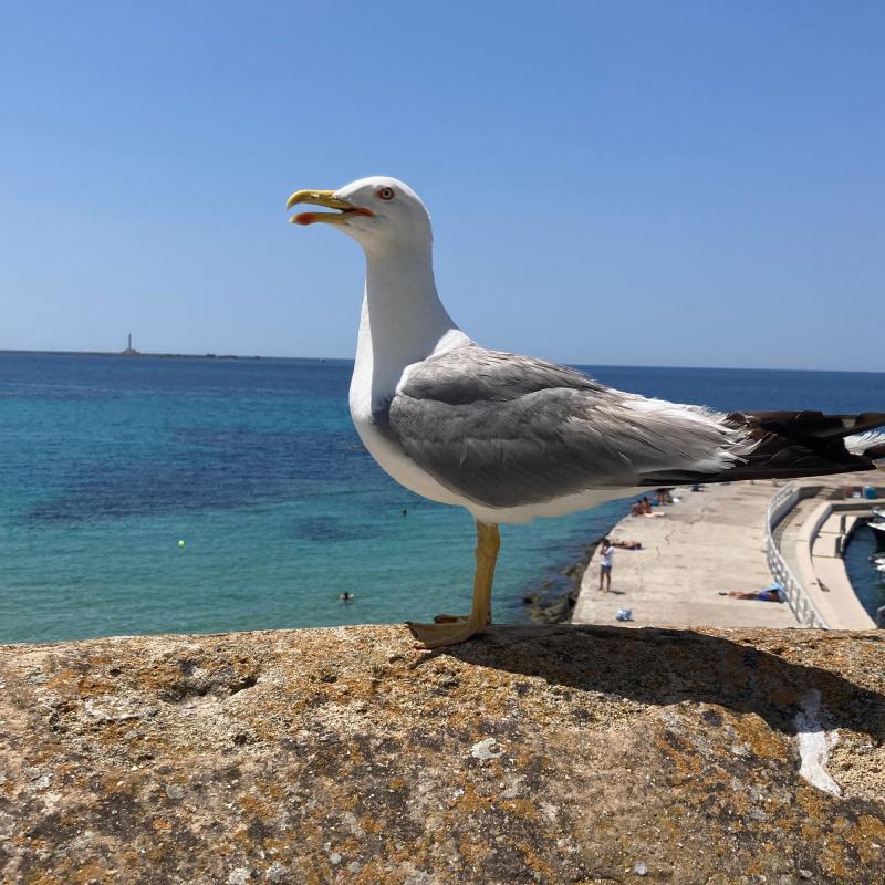 Povero gabbiano