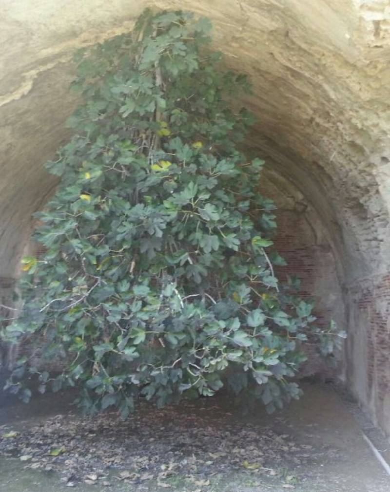 fico capovolto nelle terme di baia