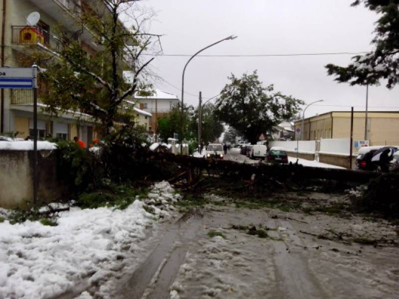 caduta di un albero