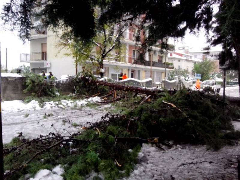 caduta di un albero