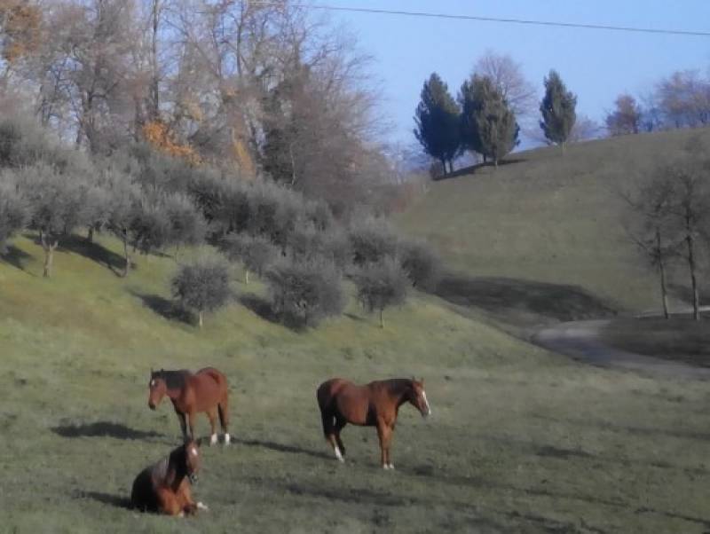 cavalli in collina