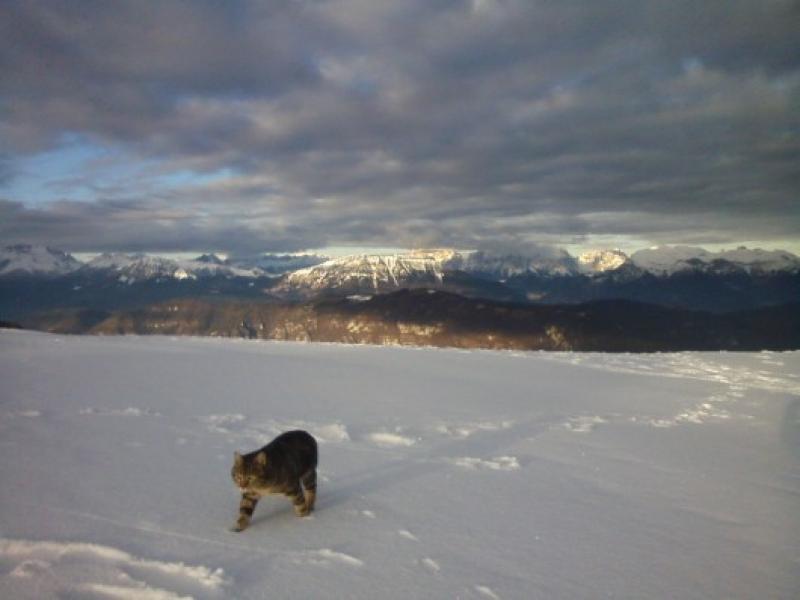 Gatto "delle nevi"