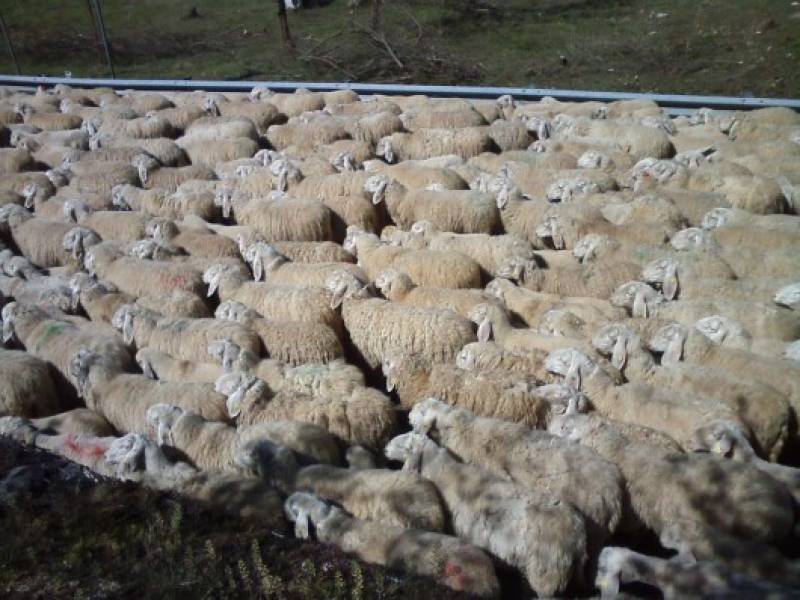 gregge di pecore 