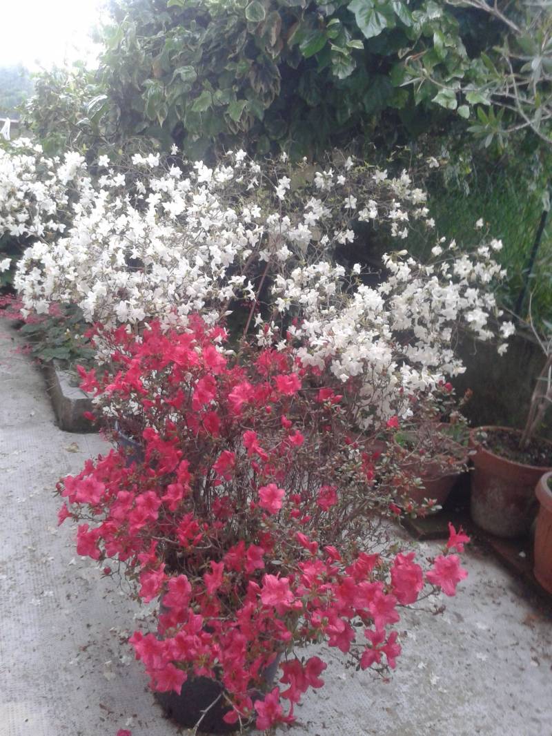 fiori a Cinzano