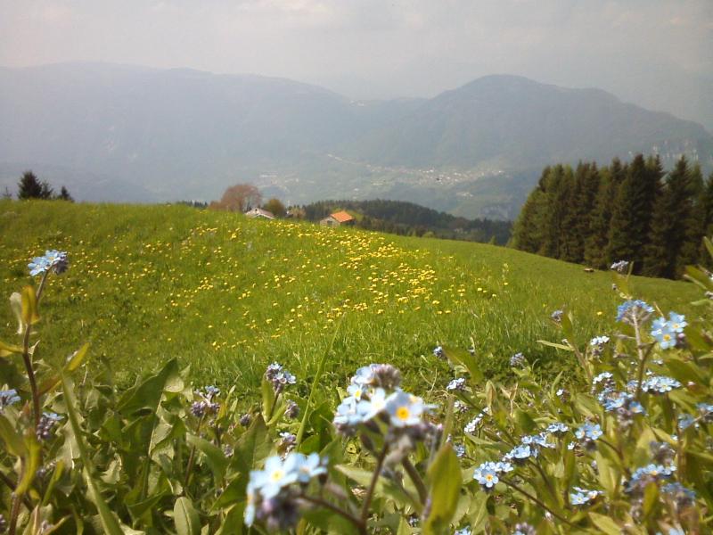 fioritura sul col di Baio