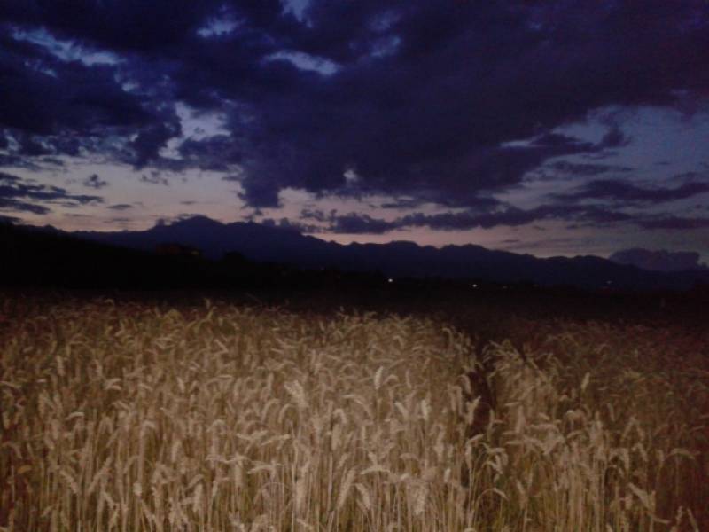notte fra il grano