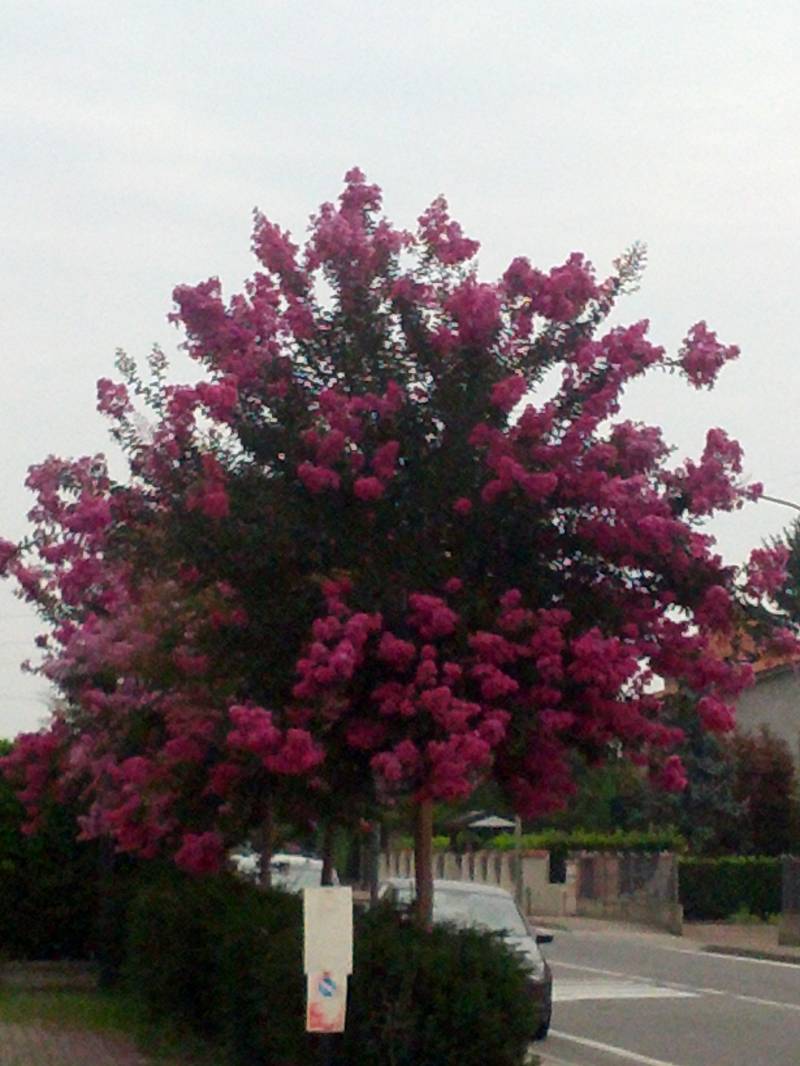 albero fiorito
