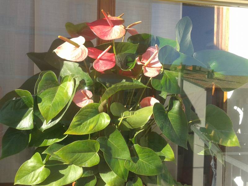 fiori di ottobre 