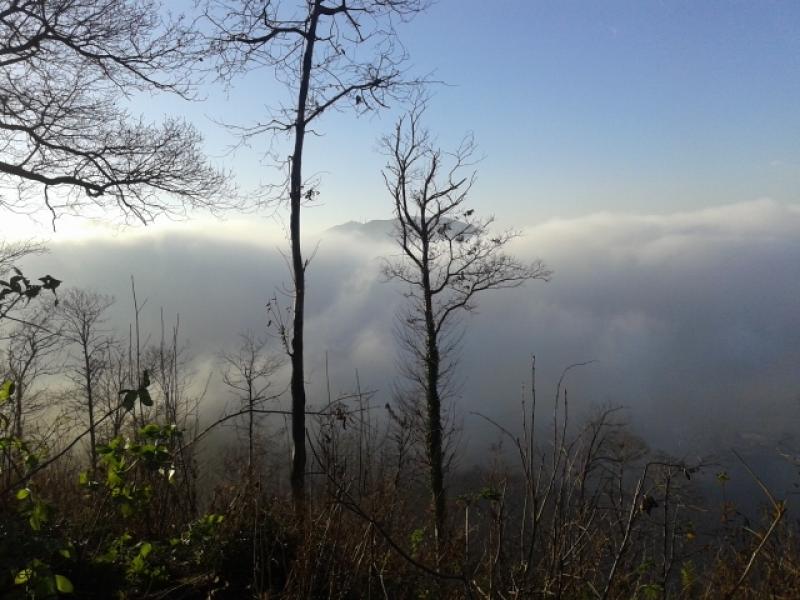 nebbia in pianura