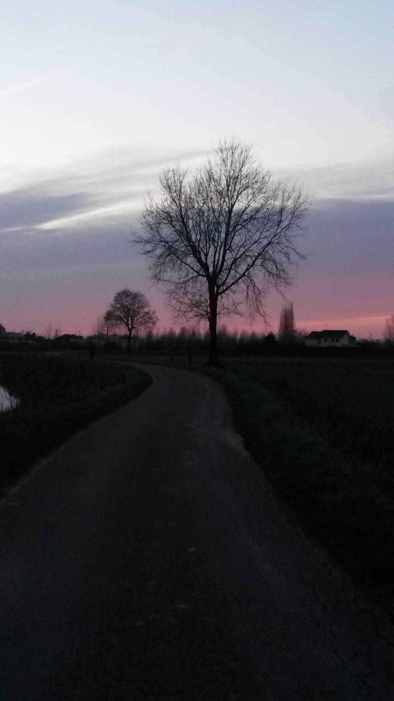 albero triste